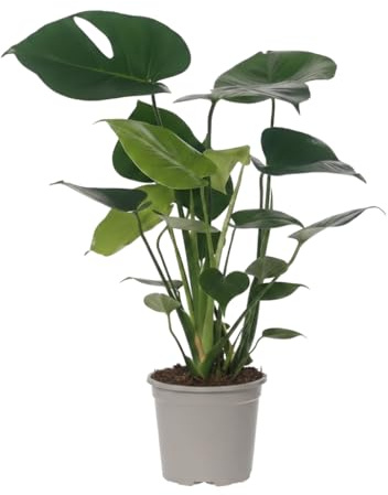 DECOALIVE Monstera Deliciosa Monstera Natural con Maceta 14 cm y Altura 50 cm para Ambientes Acogedores