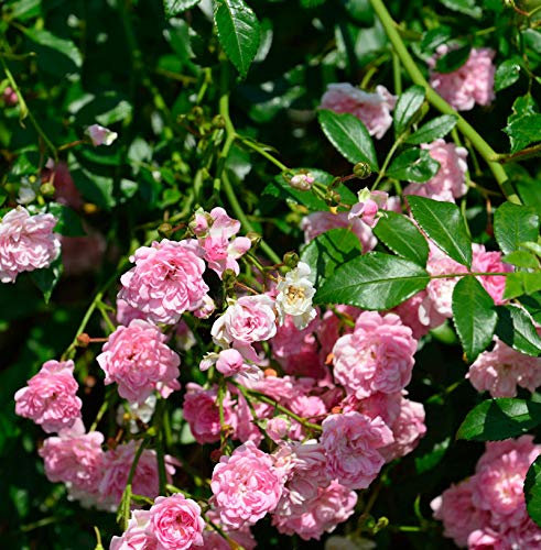 Hochstamm Rose The Fairy 60-80cm - lebende Gartenpflanze aus den Baumschulen
