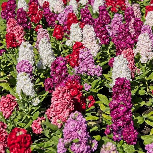 Stock Ten Weeks Mixed Seeds – Fragrant & Fast-Growing – Must Have for Borders – Hardy Annual – for Your Beautiful Garden