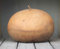 Seme della zucca: bushel Zucche 12+ seme semi Fresh