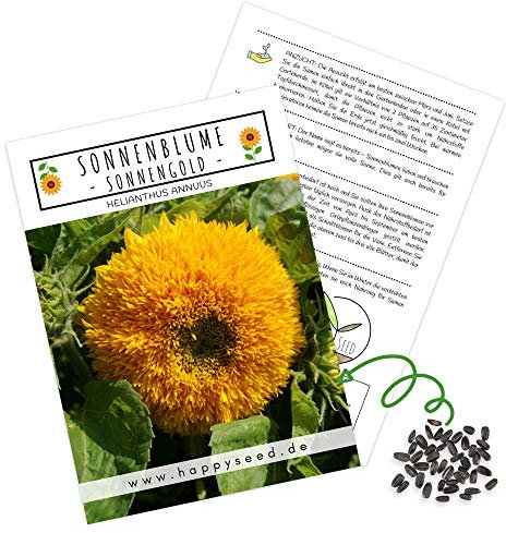 Farbenfrohe Sonnenblumen Samen mit hoher Keimrate - Blumensamen für einen bunten & bienenfreundlichen Garten (20 Korn Sonnengold)