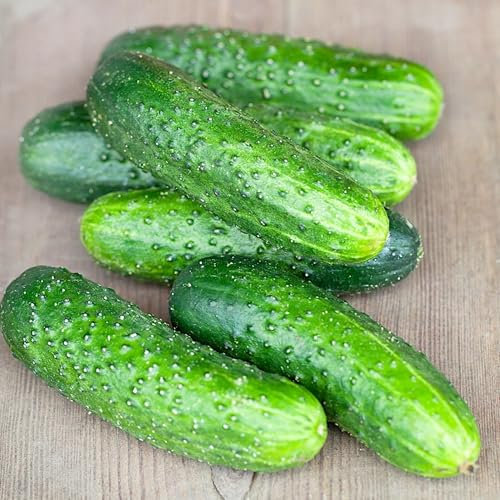PlantiCo Freilandgurke Śremski F1 100g Samen Robuste Gemüsesamen Gemüse Samen Anzucht Saatgut Gewächshaus Garten Gemüsegarten