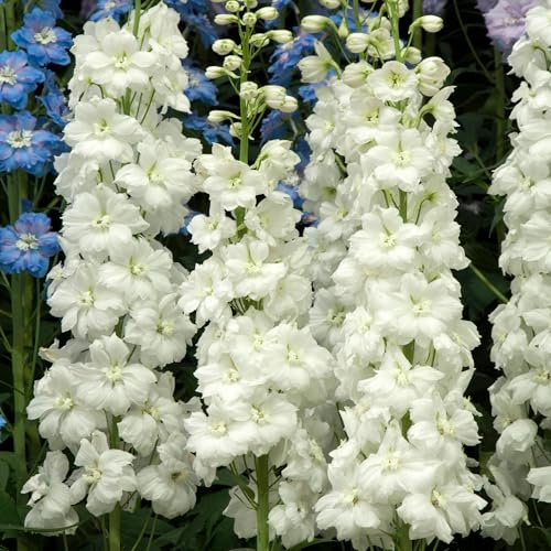 Delphinium Moonbeam - Planta perenne alta y blanca para jardín