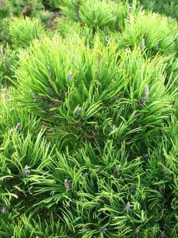 Pinus mugo var. mughus 20–30 cm, 3 L Container – Winterhart, Immergrün, Pflegeleicht – Bergkiefer – Ziergehölz für Steingarten & Kübel