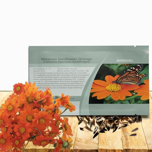 Outsidepride Goldfinger Mexican Sunflower Seeds - 500 Pcs Annual, Easy-to-Grow, Orange Tithonia Speciosa Flower Seeds w/Drought-Tolerant Blooms for Pollinator Gardens & Vibrant Summer Landscaping