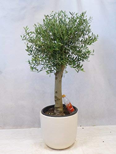 [Palmenlager] Olivenbaum Olea europea 160 cm - Kugel-Hochstamm - kräftiger Stamm (Umfang 20 cm)