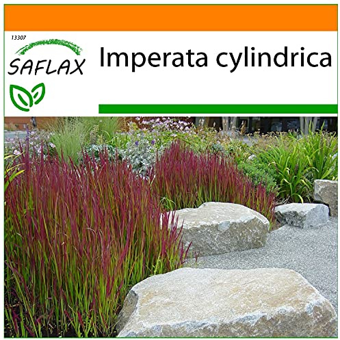 SAFLAX - Garden in the Bag - Erba del sangue giapponese - 50 semi - Imperata cylindrica