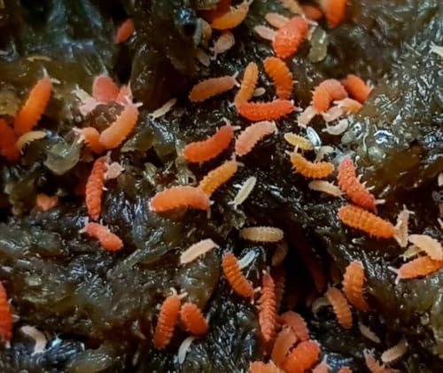 Live Rare Florida Orange Springtails Bilobella braunerae Bioactive Terrarium Clean Up Crew Insects 10x Springtails, Perfect for Isopods & Live Bugs Enthusiasts