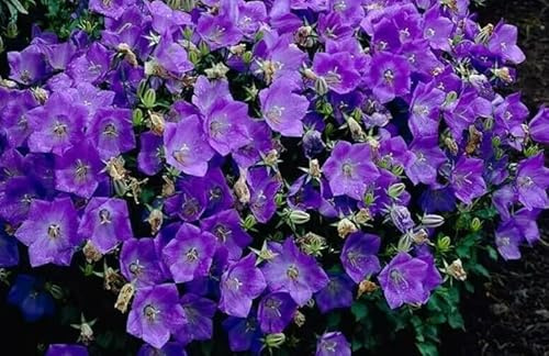 1 Pack of 20000 SEEEDS Campanula carpatica Blue Bellflowwer