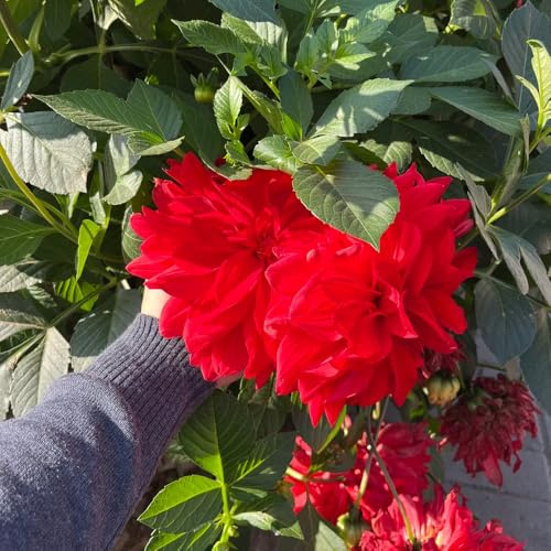 tuberi di dalia - balcone perenni, resistenti in vaso decorazione 8pcs