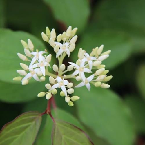 Roter Hartriegel 'Winter Beauty' - Cornus sanguinea 'Winter Beauty' - 40-60 cm Topf - Zierstrauch mit Winterfarbe