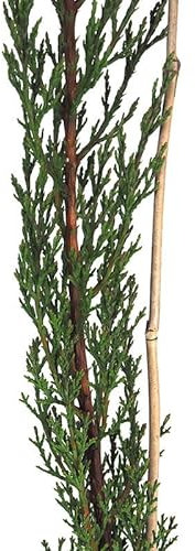 Ciprés Natural Árbol de Exterior con Hojas Verdes Ideal para Crear Cercados