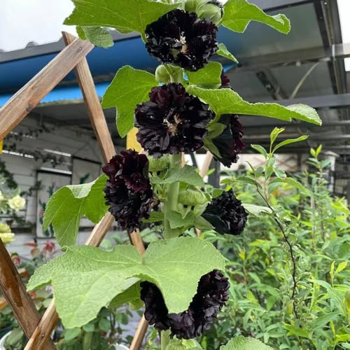 semillas de malva real - malvas reales de jardín balcón malva loca balcón originales en cortadas Decoración orgánica 300semillas