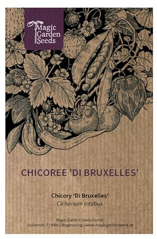 Cicoria di Bruxelles (Cichorium intybus) - circa 200 semi