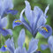 Iris bulbos iris germanica bulbos bulbos de iris bulbos de flor iris