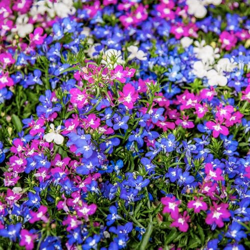 Carbeth Plants Lobelia Trailing Mixed Bedding Plants 2 x 12 Pack - Outdoor Garden Flowers Ready to Plant - Easy to Grow Pollinator Friendly Shrubs - Ideal for Beds, Patio Pots & Hanging Baskets