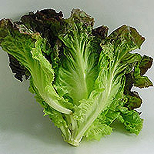 Lettuce Seed, Red Leaf Lettuce, Lolla Rosa, Heirloom, Non GMO 100 Seeds
