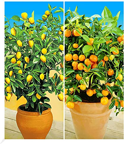 BALDUR Garten Zitronen- & Orangenbaum,2 Pflanzen, leuchtende, essbare Früchte, duftende Blüten, immergrünes Laub, pflegeleicht, ideal für Balkon & Terrasse, perfekt als dekorative Kübelpflanze
