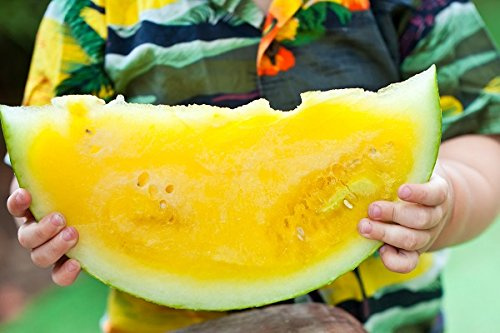 Semillas amarillas de Janosik de sandía - Citrullus lanatus