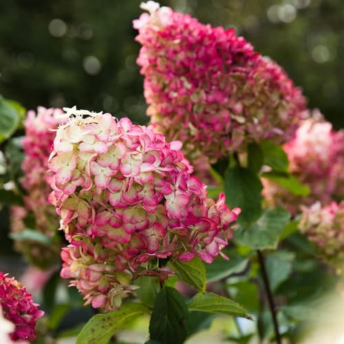 Piante Vere da Esterno - 2 Ortensie Paniculata Cocktail Colorato - Perenni - Piante e Fiori Esclusivi dall'Olanda - per giardino, vasi e balcone (non semi, non artificiali)