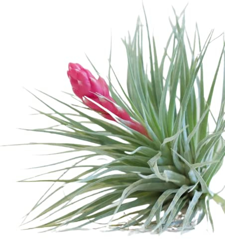 Tillandsia Algodón de Azúcar Planta Viva del Aire Flor Aérea