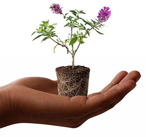 Buddleia Davidii Butterfly Bush Flutterby Petite Tutti Fruitti Pink | 5 Live Plants | Fragrant Blooms, Attracts Pollinators, Compact Growth, Vibrant Flowers, Low Maintenance