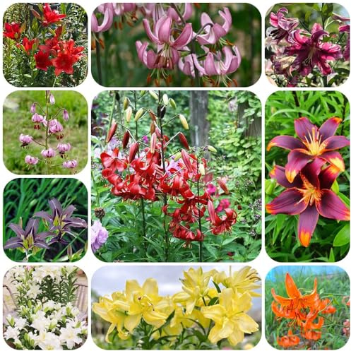 Semillas de lirio, Lilium brownii, de balcón semillas silvestres resistentes al aire libre jardín decoración sala estar para lugares soleados 120pcs