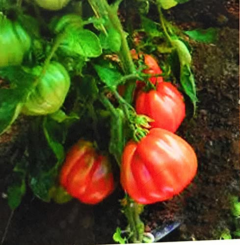 Generico 3 Plantas tomate Corazón de Riviere Tierra de Romaña