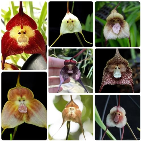 semi di faccia di scimmia, orchidea faccia di scimmia, da balcone, tappezzanti Orchidea Dracula Simia, decorazione del giardino per esterno Le da giardino 300pcs