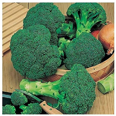 PREMIER SEEDS DIRECT - Broccoli - Calabrese - Green Sprouting - 1000 Seeds