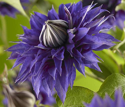 Clematis Multi Blue – 60-80 cm | Winterharte Kletterpflanze mit gefüllten Blüten – Perfekt für Pergola, Zaun & Kübel