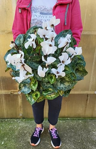 POWERS TO FLOWERS - CICLAMINO A FIORE GRANDE BIANCO, ESEMPLARE XXL, VASO 20CM Diametro, piante vere