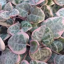 Ceropegia variegata semi di piante