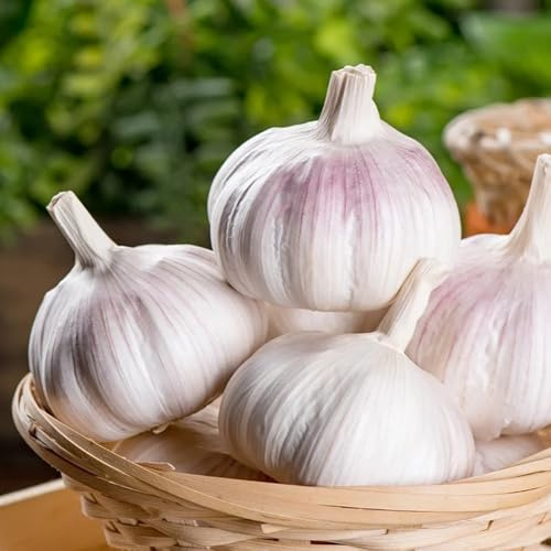 KnoblauchSamen-Pflanzknoblauch,zimmerpflanzen,Pflanzenfür sonnige plätze pflanztöpfe,gartenPflanzenhochbeete für garten 400pcs