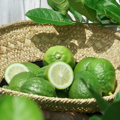 semillas de limonero resistente - jardín balcón, orgánicas variedades tradicionales exterior 50pcs