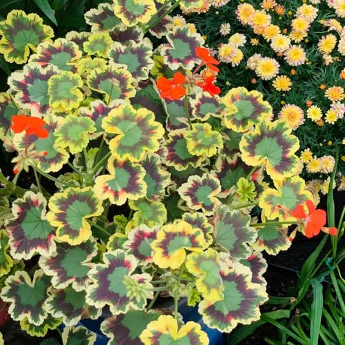 Geranien, geschenke für gärtner steingartenpflanzen winterhart blumensamen gastgeschenk wildblumensamen balkonpflanzen wohnzimmer deko blumensamen bio bodendecker zimmerpflanzen 400Samen