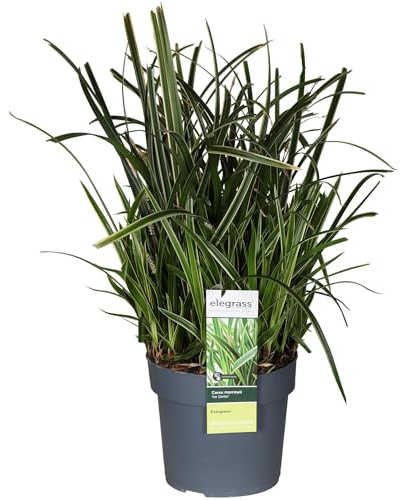 Carex morrowii „Ice Dance“ – Ziergras für Garten, Balkon & Terrasse – Ø19cm – Höhe ca. 45cm – Immergrün, robust & pflegeleicht – Dekoratives Gras mit hellen Blattkanten