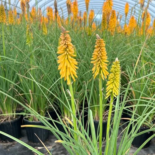 semi di giglio torcia - resistenti esterno perenni biologici giardino 25pcs