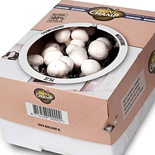 Pilze Züchten Set | Agaricus bisporus var. albidus | Champignons weiß | Selbst Züchten | Pflanzen Gemüse | Zucht Box 7,5L