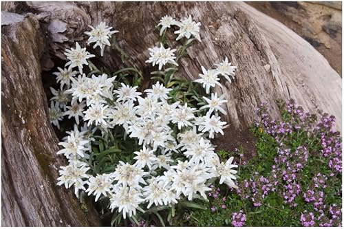 Stauden Gänge 1 x Leontopodium souliei 'Alpina White' Edelweiß winterhart | Weiße Staude für Sonne, Blüte Juni bis August, mehrjährig, 9x9 cm Topf