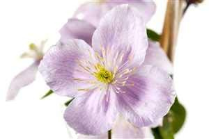 Waldrebe Clematis montana Rubens 100-150 cm Kletterpflanze winterhart | Rosa Blüten, üppige Blüte im Frühjahr, sonnig bis halbschattig, ideal für Zaun, Mauer und Spalier