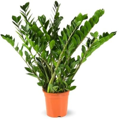 Attitude Jardin - Zamioculcas zamiifolia - plante zz - 70-80 cm - ⌀ 17 cm - plante d'intérieur - succulente