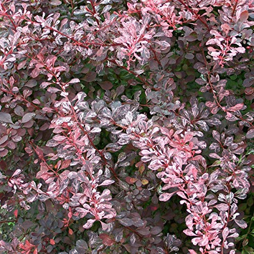 Berberis Thunbergii 'Rose Glow'- Épine-vinette de Thunberg 'Rose Glow' 30-40 cm en conteneur