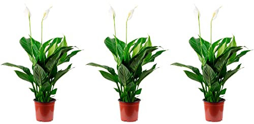 3er-Set Einblatt 3-5 Blüten/Knospen - echte Zimmerpflanze, Spathiphyllum - Höhe ca. 50 cm, Topf-Ø 13 cm