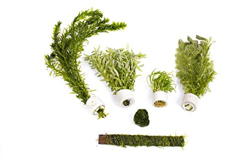 Lincolnshire Pond Plants Ltd - Live Aquarium Plants - Beginner Easy Plants - Aquarium Pack (X Small (15l - 60l))