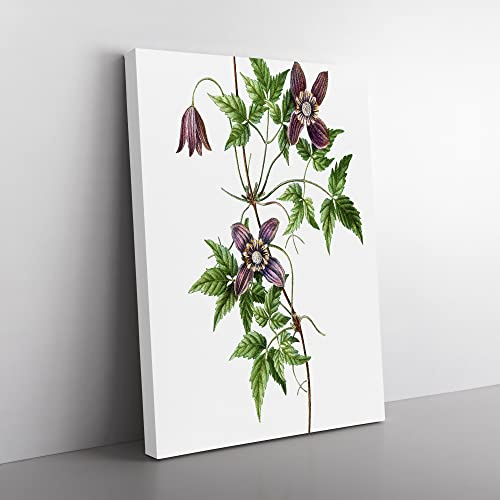 Alpine Clematis Flowers By Pierre Joseph Redoute Vintage Canvas Wall Art Print Ready to Hang, Framed Picture for Living Room Bedroom Home Office Décor, 60x40 cm (24x16 Inch)