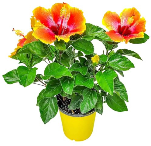 Fiesta Hibiscus Bush - Live Hibiscus Flowering Plant - Tropical Flower Plant - 1 Gallon Planter - Overall Height 10 to 14 - Tropical Plants of Florida