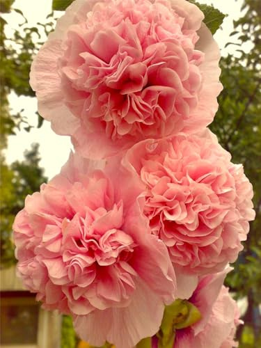 Seeds Powder-Pink Double Hollyhock 40+ Seeds to Grow Coral Hollyhock Flower Perennial to Plant in Spring or Fall