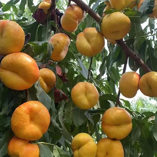 Semillas de nectarina, exóticas huerta columnares resistentes columnar invernaderos de balcón resistentes exterior 16pcs