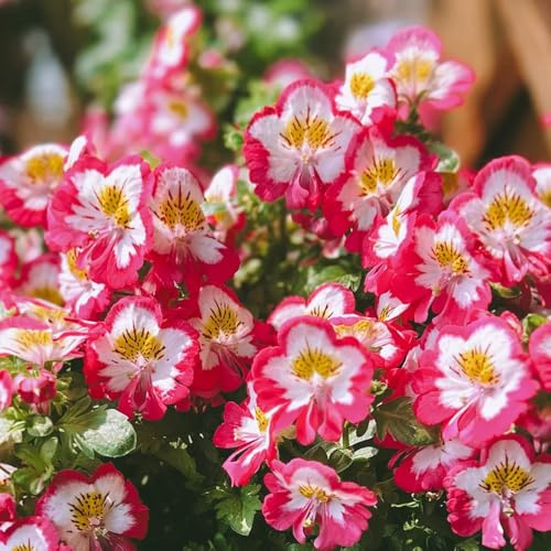Semillas de orquídeas del agricultor - semillas de jardín orgánicas Schizanthus pinnatus - para exterior resistentes al invierno exóticas de jardín 250pcs